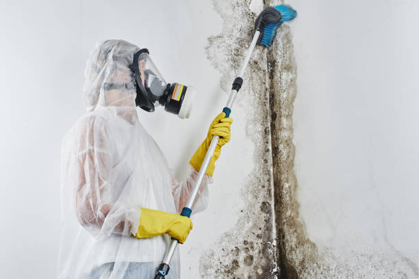 Reliable Gallup, NM Mold Remediation Solutions