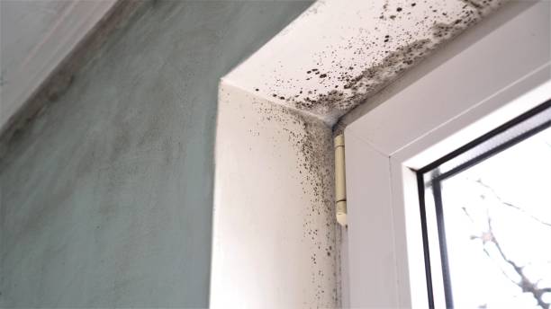 Best DIY Mold Remediation Support Services in Gallup, NM