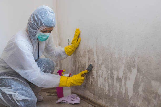 Best Mold Testing and Inspection Services in Gallup, NM