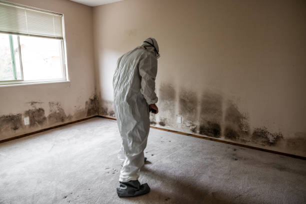 Best HVAC Mold Remediation in Gallup, NM